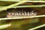 THISTLE CATERPILLAR - Soybean Research and Information Network