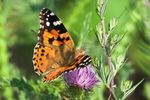 THISTLE CATERPILLAR - Soybean Research and Information Network