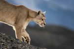 PUMAS OF PATAGONIA - Antarctica 2023