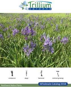 Containers plugs - trillium gardens