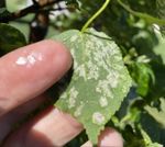 Tree Pest Alert - SDSU Extension