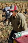 Heat-Related Illness Clinician's Guide - June 2021 Introduction - Farmworker Justice