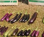 Seeds2B Project Scaling the Seeds2B Africa initiative - African Agricultural Technology Foundation ...