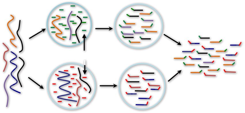 Longitudinal Linked-read Sequencing Reveals Ecological And Evolutionary ...