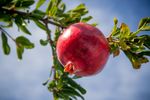 Horticulture Update Concho Valley - Texas A&M AgriLife Extension County ...