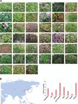 Population diversity analyses provide insights into key horticultural traits of Chinese native thymes - Oxford Academic