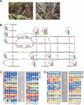 Population diversity analyses provide insights into key horticultural traits of Chinese native thymes - Oxford Academic