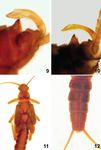 Description of the larva of Zwicknia gattolliati Vinçon & Reding, 2018, with notes on the distribution of the genus Zwicknia Murányi, 2014 in ...