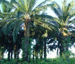 The flow of palm oil Colombia-Belgium/Europe - A study from a human rights perspective