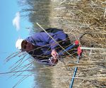 Managing for massasaugas - The eastern massasauga - Edward Lowe Foundation