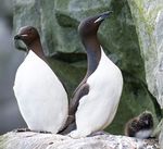 Spatial variation in vital rates and population growth of thick-billed murres in the Atlantic Arctic