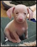 Piglet, the deaf blind pink puppy Media Packet - TM