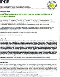 Mythimna separata herbivory primes maize resistance in systemic leaves