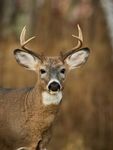 White-Tailed Deer Hunting Preview - Wisconsin.gov