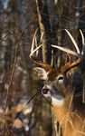 White-Tailed Deer Hunting Preview - Wisconsin.gov