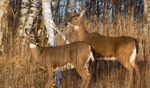 White-Tailed Deer Hunting Preview - Wisconsin.gov