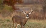 White-Tailed Deer Hunting Preview - Wisconsin.gov