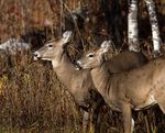 White-Tailed Deer Hunting Preview - Wisconsin.gov