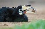 A UK Chalk Down named Martin - Plight of the Asian Elephant Oriental Pied Hornbills Dust Bath Pinnipeds in New Zealand - Tim Plowden