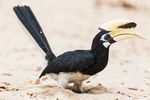 A UK Chalk Down named Martin - Plight of the Asian Elephant Oriental Pied Hornbills Dust Bath Pinnipeds in New Zealand - Tim Plowden