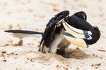 A UK Chalk Down named Martin - Plight of the Asian Elephant Oriental Pied Hornbills Dust Bath Pinnipeds in New Zealand - Tim Plowden