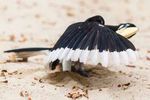 A UK Chalk Down named Martin - Plight of the Asian Elephant Oriental Pied Hornbills Dust Bath Pinnipeds in New Zealand - Tim Plowden
