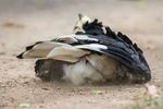 A UK Chalk Down named Martin - Plight of the Asian Elephant Oriental Pied Hornbills Dust Bath Pinnipeds in New Zealand - Tim Plowden