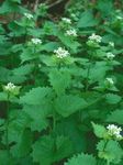 The Door County Invasive Species Team