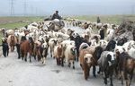 Qashqai Nomadic Pastoralism- Iran