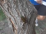 Tree Pest Alert - SDSU Extension