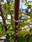 Tree Pest Alert - SDSU Extension