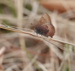 THE LONELY SATYR FOR BUTTERFLY ENTHUSIASTS - LAGRANGE COUNTY