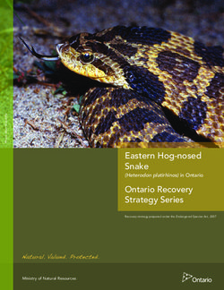 Eastern Hog-nosed Snake - (Heterodon platirhinos) in Ontario Ontario Recovery Strategy Series