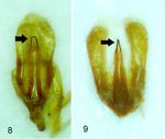 Faunitaxys Revue de Faunistique, Taxonomie et Systématique morphologique et moléculaire