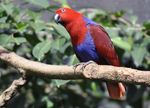 Papua New Guinea: Bucket List Birding - Naturalist Journeys