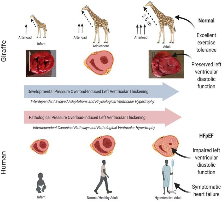 Did Giraffe Cardiovascular Evolution Solve The Problem Of Heart Failure   Did Giraffe Cardiovascular Evolution Solve The Problem Of 9507056 1 