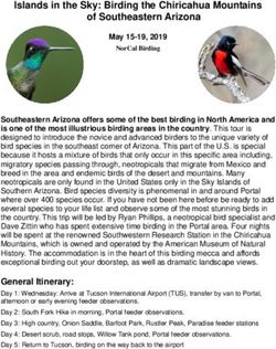 Islands in the Sky: Birding the Chiricahua Mountains - Norcal Birding