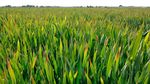 Barley Pest Initiative Targets