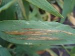 Barley Pest Initiative Targets