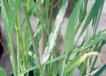 Barley Pest Initiative Targets