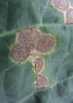 BRASSICA DISEASE UPDATE 2021 - Syngenta UK