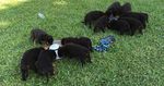 How to Raise a Healthy Rottweiler Puppy - By Daniel Wessel & Louise Odom (vom Hause Odom's Rottweilers) - Volume 43 Louise Odoms article John ...