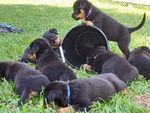 How to Raise a Healthy Rottweiler Puppy - By Daniel Wessel & Louise Odom (vom Hause Odom's Rottweilers) - Volume 43 Louise Odoms article John ...