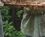 Protecting Honey Bees - from Area-wide Insecticide Applications - PPP-139 POL-11