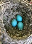 SPRING BIRDS IN MCHENRY COUNTY - FIRST ARRIVALS AND YEAR ROUND RESIDENTS