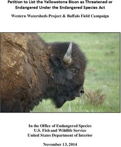 Petition to List the Yellowstone Bison as Threatened or Endangered Under the Endangered Species Act