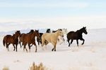 The Mustang - Republic Of Molossia