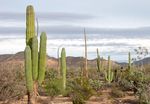 Baja Peninsula: Gray Whales and Desert Landscapes - MEXICO February 22-March 2, 2022