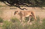 Kgalagadi transfrontier park - March 2020 - 4x4 Community Forum