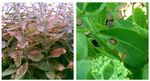 Powdery Mildew - Purdue Extension